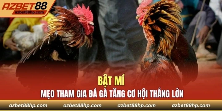 Bật mí mẹo tham gia đá gà tăng cơ hội thắng lớn