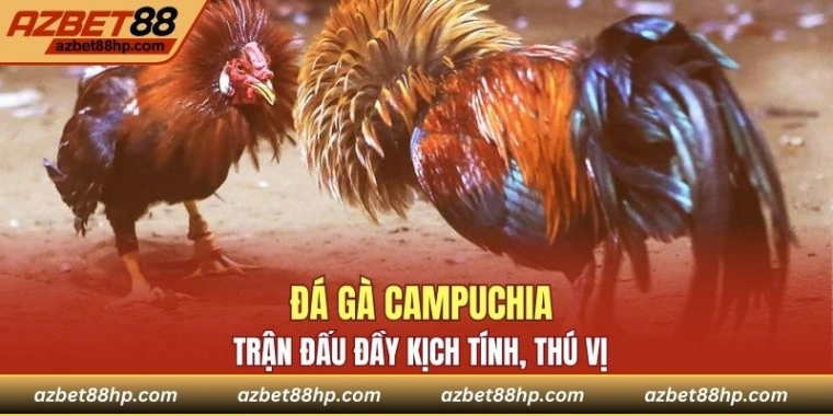 Đá Gà Campuchia - Tham Gia Trận Đấu Kịch Tính, Hấp Dẫn