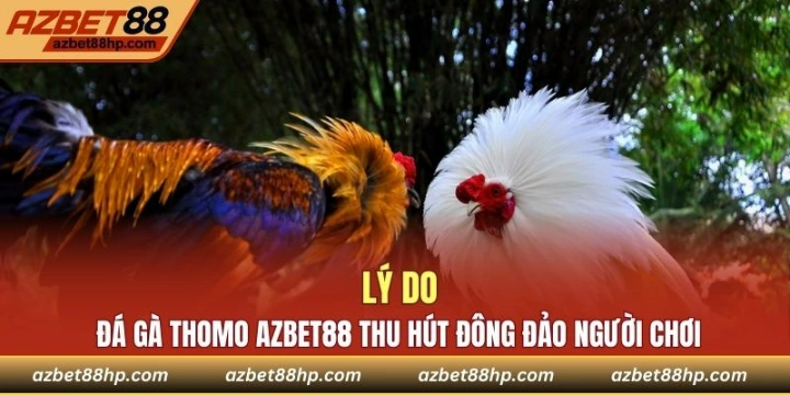 Tại sao các trận đấu chọi gà Thomo thu hút người chơi?