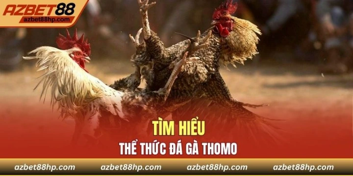 Tìm hiểu sơ lược về thể thức đá gà Thomo